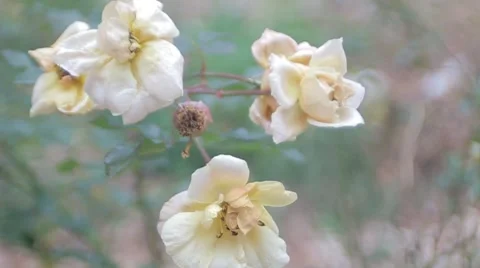 Old White Roses Stock Footage 50445430