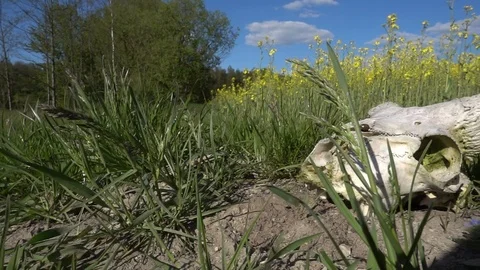 Old white skull of ram lies on ground Stock Footage 78614371