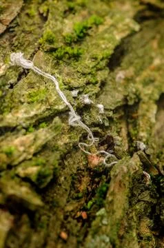 Old white string on the mossy rock texture pattern. Stock Photos