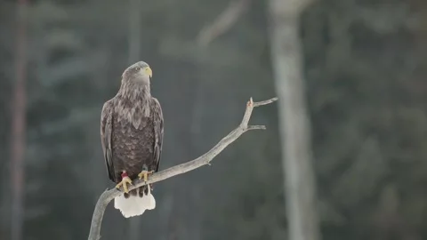 Old white-tailed eagle Stock Footage 330594670