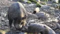 Old wild boar 5922 HD Footage