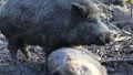 Old wild boar 5928 HD Footage