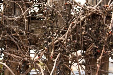 Old wild grapes branches as background Stock Photos