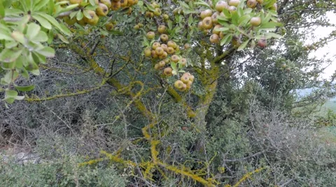 Old wild pear tree full of ripe fruits. 4k Stock Footage 55921702