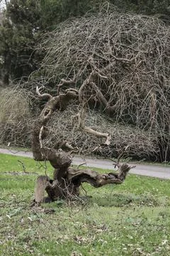 An old wild tree can also be a decoration of the park. Stock Photos