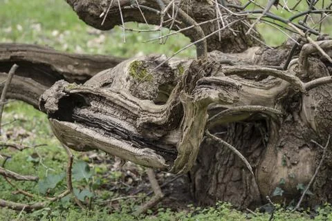 An old wild tree can also be a decoration of the park. Stock Photos