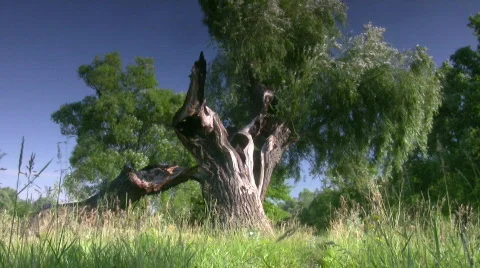 Old willow. Stock-Footage 474528