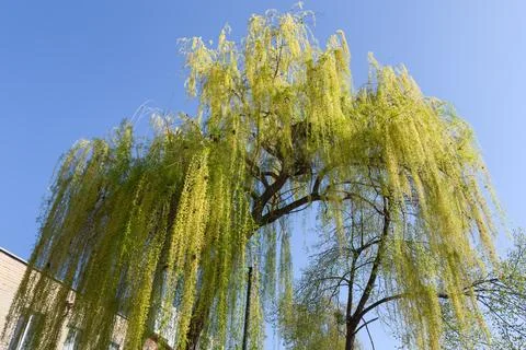 Old willow with hanging branches with young foliage and catkins Foto stock