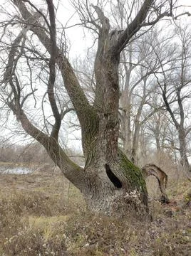 Old willow with the hole Stock Photos
