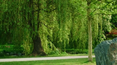Old willow moved by wind in the park at summer Stock Footage 142089835