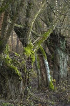 Old willow Stock Photos