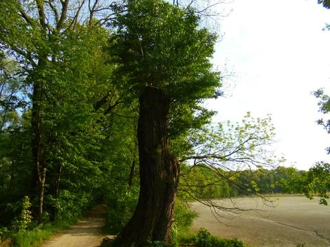 Old willow tree beside a dried pond along a forest path, late afternoon Foto stock