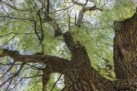 Old willow tree. The crown of a large tree. Old rough bark on a tree trunk. Photos