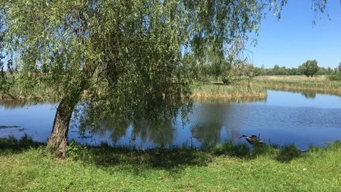 Old willow tree on the green shore of a forest lake. Video stock 109435110
