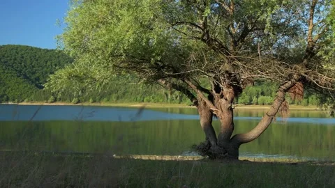 Old Willow Tree by a Lake Illuminated by the First Sun Rays Stock Footage 135117636