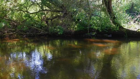 Old willow tree lie on opposite bank of shallow narrow river Riv, dirty water Stock Footage 168309404