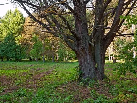 Old willow tree in the park Stock Photos