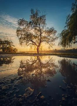 Old willow tree reflected in a water puddle against sunset background Stock Photos