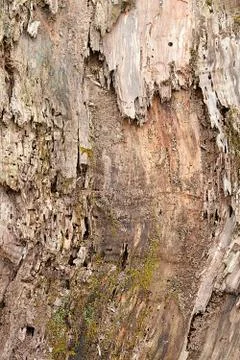 Old willow tree texture Stock Photos