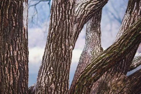 Old willow tree trunks in late autumn by the river Stock-Fotos