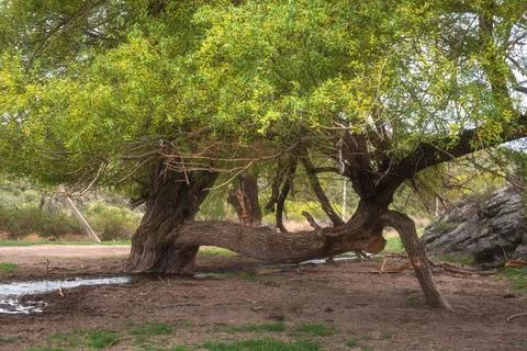 Old willow tree with a unique horizontal trunk growing over a small stream. N 库存照片