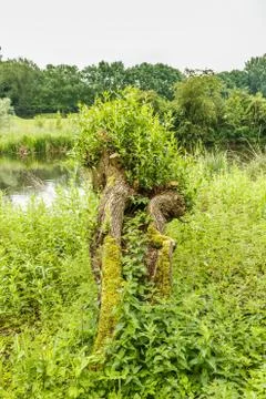 Old willow trees are a part from typical Dutch landscape elements 스톡 사진