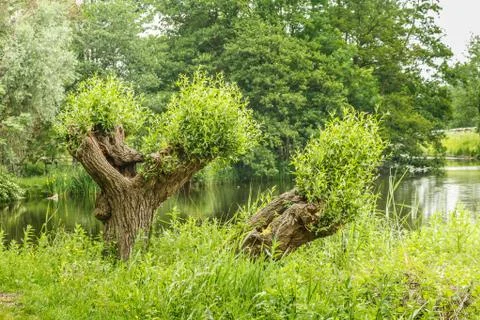 Old willow trees are a part from typical Dutch landscape elements Stock Photos