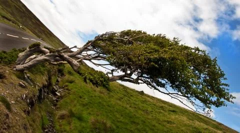 Old Wind Swept Beech Tree at Injebreck Isle of Man Foto stock