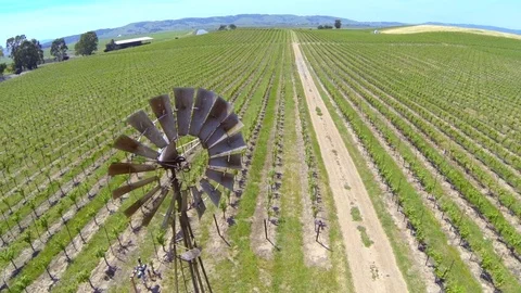 Old windmill in beautiful vineyard. Stock Footage 90066489