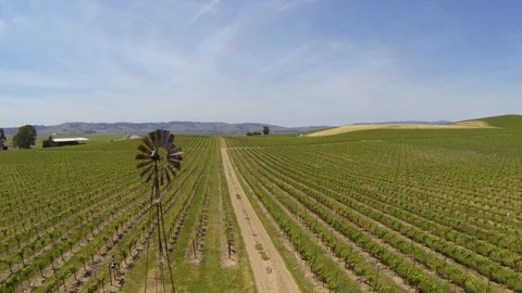 Old windmill in beautiful vineyard. Stock Footage 90066494