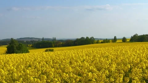 Old windmill standing among blooming rapeseed fields near Dresden, Germany. Stock Footage 339242986