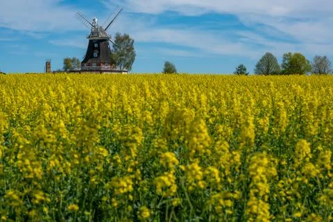 An old windmill stands on a canola field Stock Photos