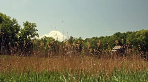 Old windmills through reeds Stock-Footage 56980362