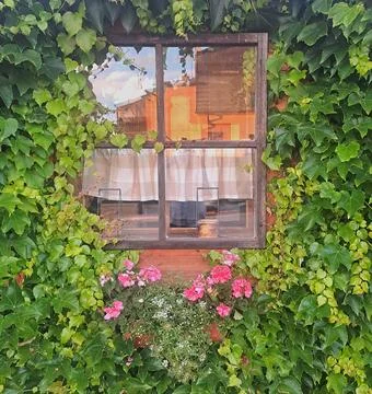 Old window covered with ivy and flowers. Stock Photos