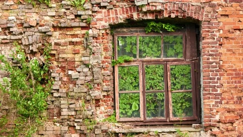 Old window in dilapidated brick building. Glasses are overgrown with green ve Stock Footage 214660146