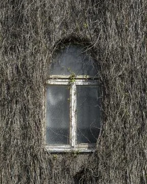 Old window framed by dense dry vines covers facade of abandoned house in spri Stock Photos