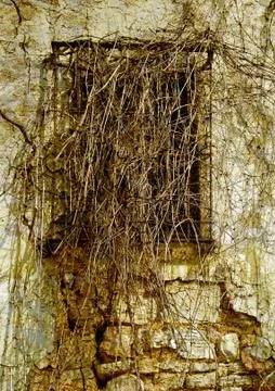 Old window invaded by vegetation Stock Illustration