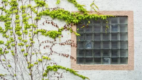 Old window with a lattice covered with grape leaves, a minimalistic view with Stock Photos