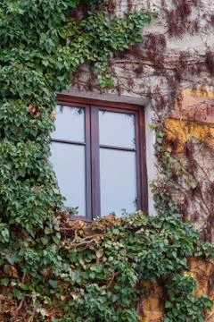 Old window surrounded by creeping ivy plants Stock Photos