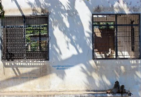Old windows with monkey Stock Photos