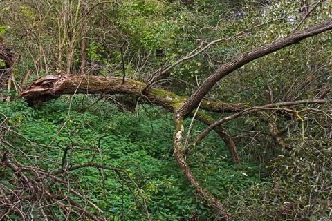 Old windswept tree in the forest thicket above the ravine Stock Photos