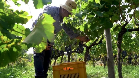 Old wine maker with strav hat collecting the grapes Video stock 116625790