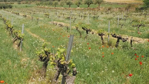 Old Wine yard in Spain Stock Footage 198255361