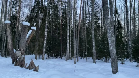 In the old winter forest Video stock 172093619