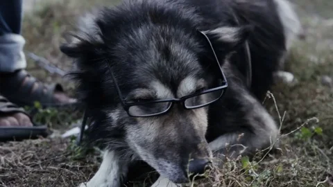 Old wise dog in glasses Stock Footage 70667105