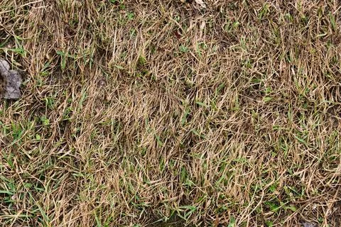 Old withered grass protecting new life, abstract organic pattern Stock Photos
