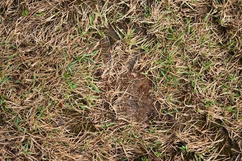 Old withered grass protecting new life, abstract organic pattern Stock Photos