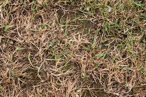 Old withered grass protecting new life, abstract organic pattern Stock Photos
