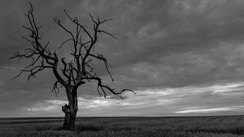 Old withered oak Stock Photos