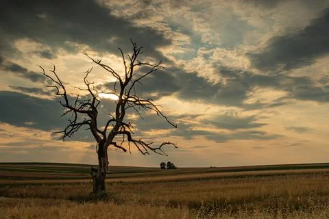 Old withered oak Stock Photos